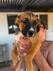 Reunited Female Dog last seen 1st st, San Jacinto, CA 92583