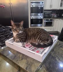 Reunited Male Cat last seen Glenmaura Golf Club, Moosic, PA 18507