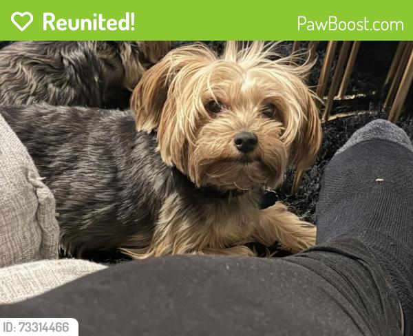 Reunited Male Dog last seen Rosemont drive, DeSoto, TX 75115