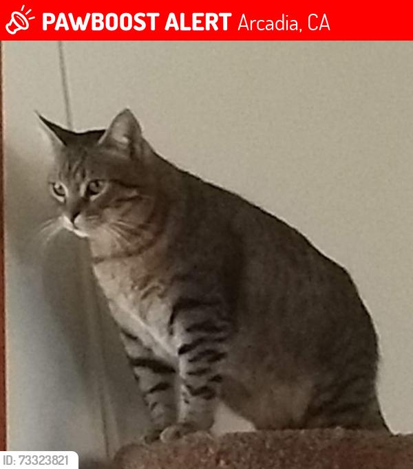 Lost Male Cat last seen 8th and Camino Real, Arcadia, Arcadia, CA 91006