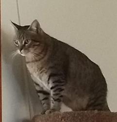 Lost Male Cat last seen 8th and Camino Real, Arcadia, Arcadia, CA 91006