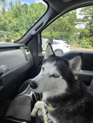 Reunited Unknown Dog last seen Carolina Waterfowl Rescue, Indian Trail, Indian Trail, NC 28079