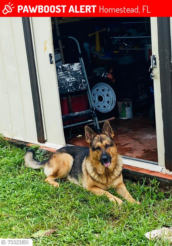 Lost Male Dog last seen Near sw 297 st hmstd fl 33033, Homestead, FL 33033
