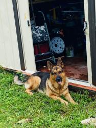 Lost Male Dog last seen Near sw 297 st hmstd fl 33033, Homestead, FL 33033
