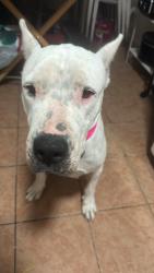 Reunited Female Dog last seen Rosecrans ave & lemoli ave, Hawthorne, CA 90250