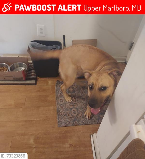 Lost Female Dog last seen Woods near Kettering, Upper Marlboro, MD 20774