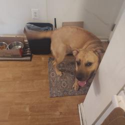 Lost Female Dog last seen Woods near Kettering, Upper Marlboro, MD 20774
