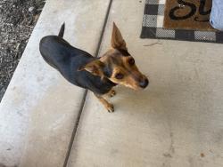 Found/Stray Male Dog last seen Grandview lane, Bakersfield, CA 93313