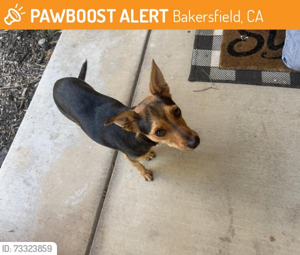Found/Stray Male Dog last seen Grandview lane, Bakersfield, CA 93313
