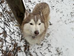 Lost Female Dog last seen Borders Rd. and Hebron Church Rd, Commerce, GA 30530