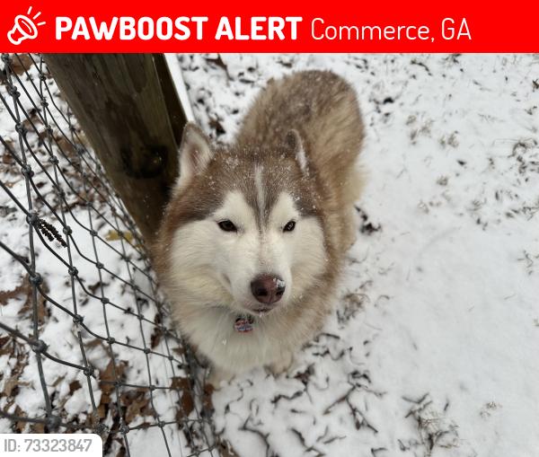 Lost Female Dog last seen Borders Rd. and Hebron Church Rd, Commerce, GA 30530