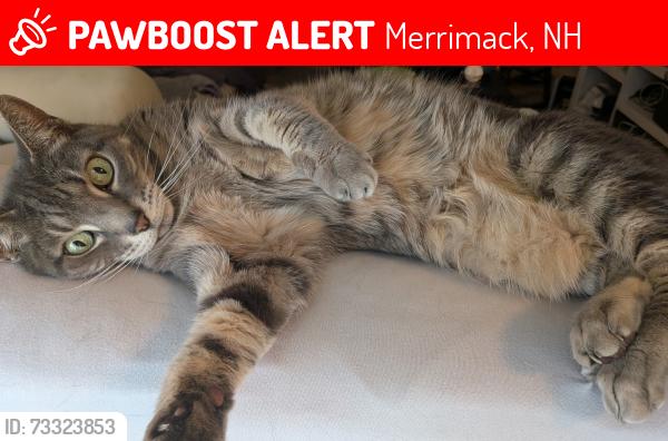 Lost Male Cat last seen Near Indian rock road Merrimack NH, Merrimack, NH 03054