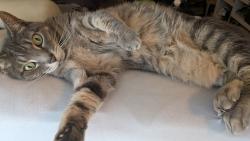 Lost Male Cat last seen Near Indian rock road Merrimack NH, Merrimack, NH 03054