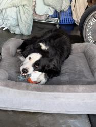 Found/Stray Male Dog last seen Carlin ave, Lynwood, CA 90262