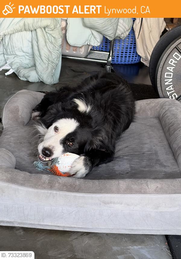Found/Stray Male Dog last seen Carlin ave, Lynwood, CA 90262