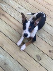 Found/Stray Male Dog last seen Gibbs Rd 45th, Kansas City, KS 66106