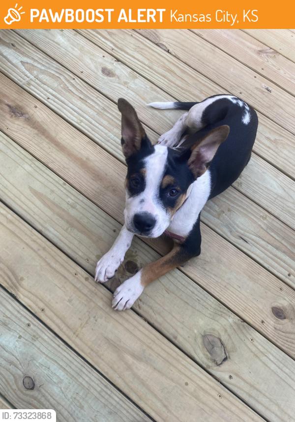 Found/Stray Male Dog last seen Gibbs Rd 45th, Kansas City, KS 66106