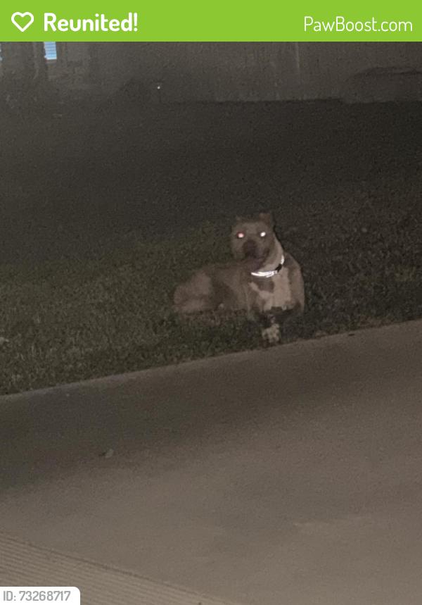 Reunited Male Dog last seen Miranda Ln, Beaumont, CA 92223