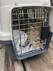Found/Stray Unknown Cat last seen Hurontario and Eglinton, Mississauga, ON L4Z 3L9