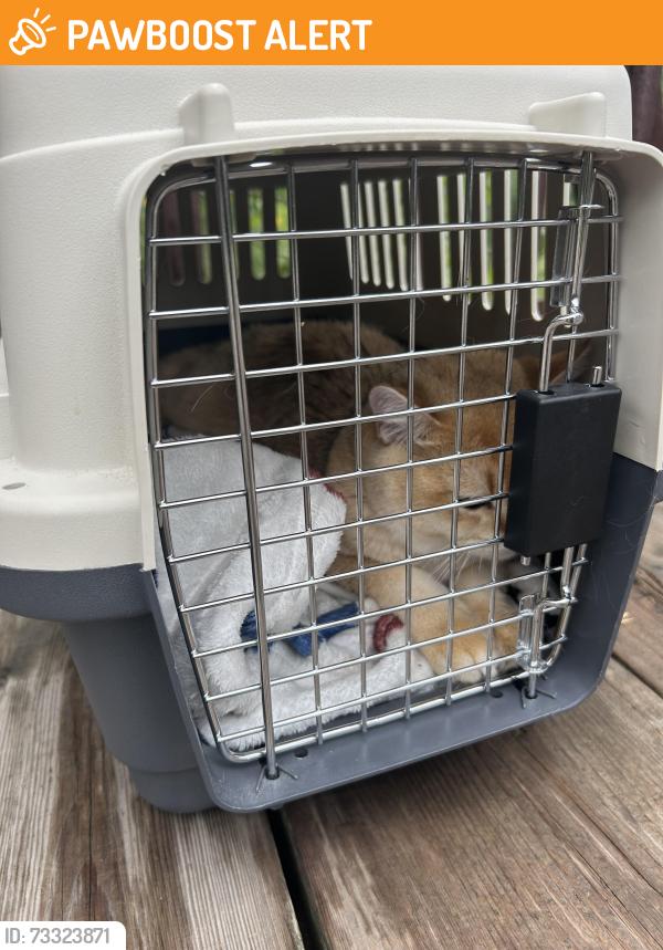 Found/Stray Unknown Cat last seen Hurontario and Eglinton, Mississauga, ON L4Z 3L9