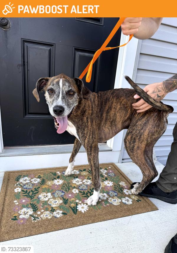 Found/Stray Male Dog last seen Entrance to Chandler's Glen home division, Berkeley County, WV 25413