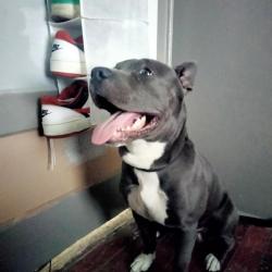 Lost Male Dog last seen Corner of Kilbee and Kittles St Mims, Mims, FL 32754