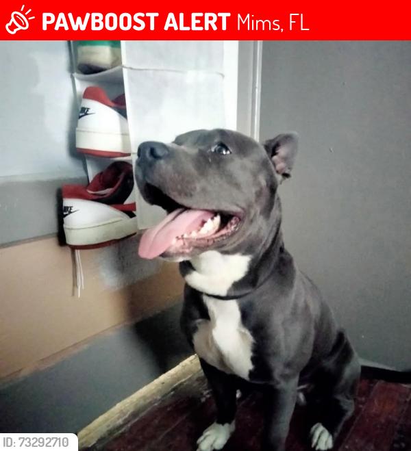 Lost Male Dog last seen Corner of Kilbee and Kittles St Mims, Mims, FL 32754