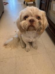 Found/Stray Male Dog last seen nearby loya elementary, Salinas, CA 93905