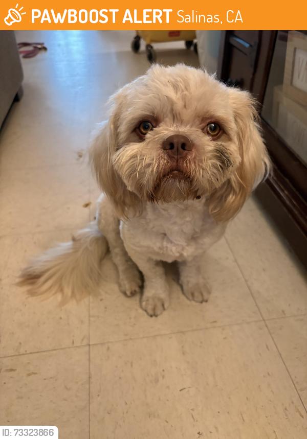 Found/Stray Male Dog last seen nearby loya elementary, Salinas, CA 93905
