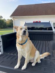 Reunited Male Dog last seen Near Frettiesburg Dr, Rockmart, GA 30153, USA, Rockmart, GA 30153
