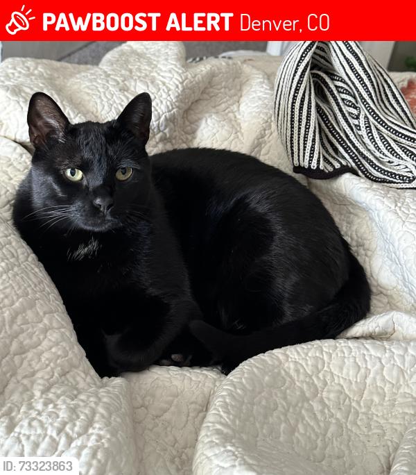 Lost Male Cat last seen Zang St and W 6th Ave frontage Rd, Denver, CO 80228