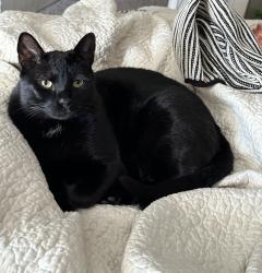 Lost Male Cat last seen Zang St and W 6th Ave frontage Rd, Denver, CO 80228