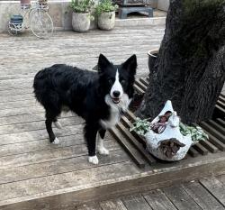 Reunited Male Dog last seen First street and e Thomson, Sonoma, CA 95476