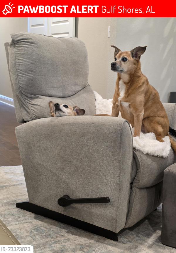 Lost Female Dog last seen Craigend loop and Greenan way gulf-shores, Gulf Shores, AL 36542