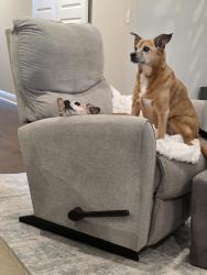 Lost Female Dog last seen Craigend loop and Greenan way gulf-shores, Gulf Shores, AL 36542