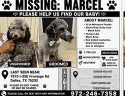 Lost Male Dog last seen I-35 & Camp Wisdom, Dallas, TX 75232
