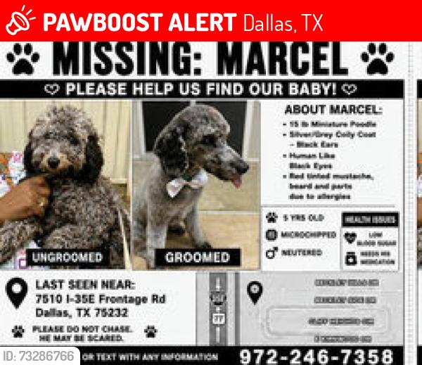 Lost Male Dog last seen I-35 & Camp Wisdom, Dallas, TX 75232