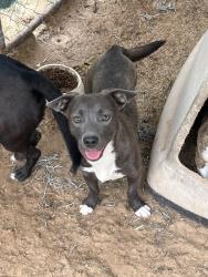 Reunited Female Dog last seen Federal & Broadway, Shawnee, OK 74804