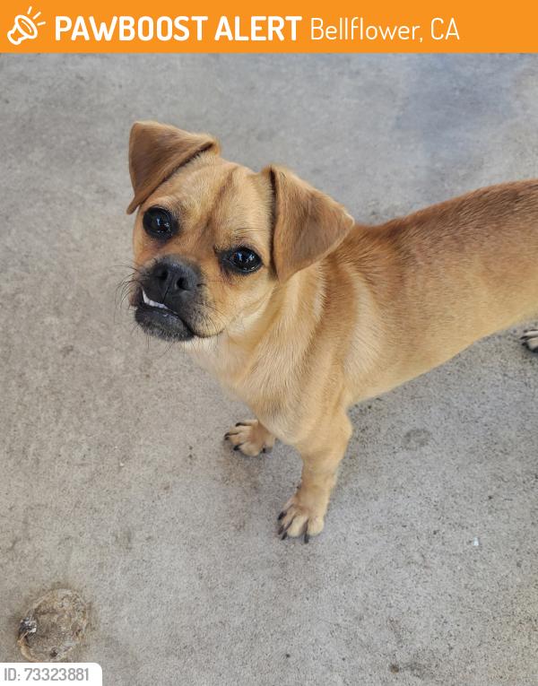 Found/Stray Female Dog last seen Alondra and Bellflower, Bellflower, CA 90706