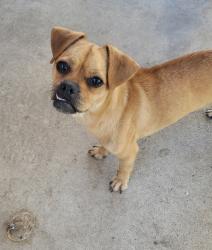 Found/Stray Female Dog last seen Alondra and Bellflower, Bellflower, CA 90706