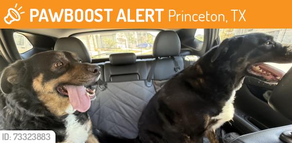 Found/Stray Unknown Dog last seen Princeton, Princeton, TX 75407