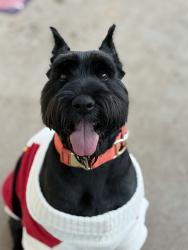 Reunited Male Dog last seen Petsmart Parking lot, Nampa, ID 83687