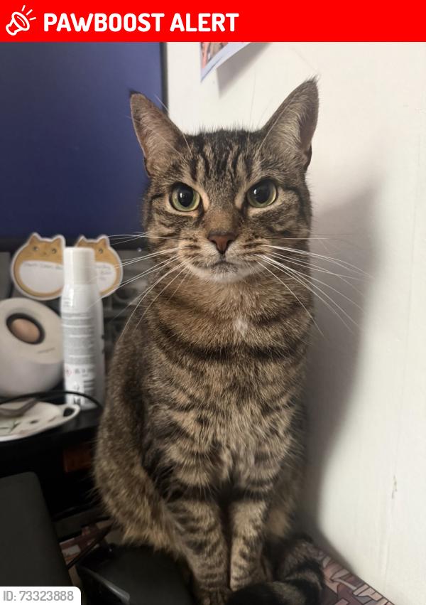 Lost Female Cat last seen Porters way, Greater London, England UB7 9AD