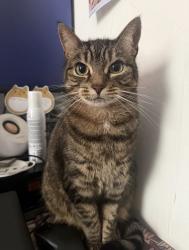 Lost Female Cat last seen Porters way, Greater London, England UB7 9AD