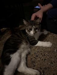 Found/Stray Female Cat last seen Osbourn Park high school, Manassas Park, VA 20111