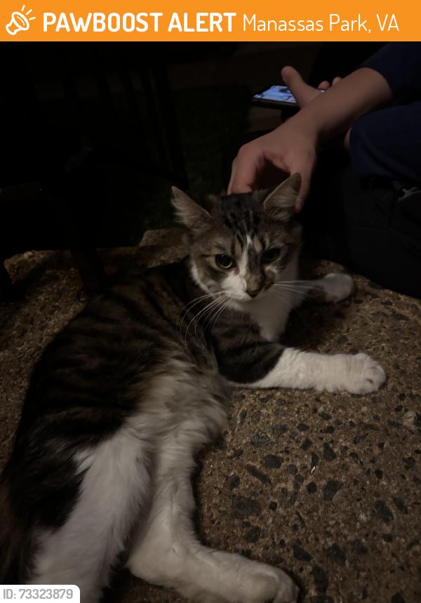 Found/Stray Female Cat last seen Osbourn Park high school, Manassas Park, VA 20111