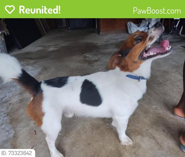 Reunited Male Dog last seen Sawara Drive + Berryhill Rd, Pine Lake Estates, FL 32506