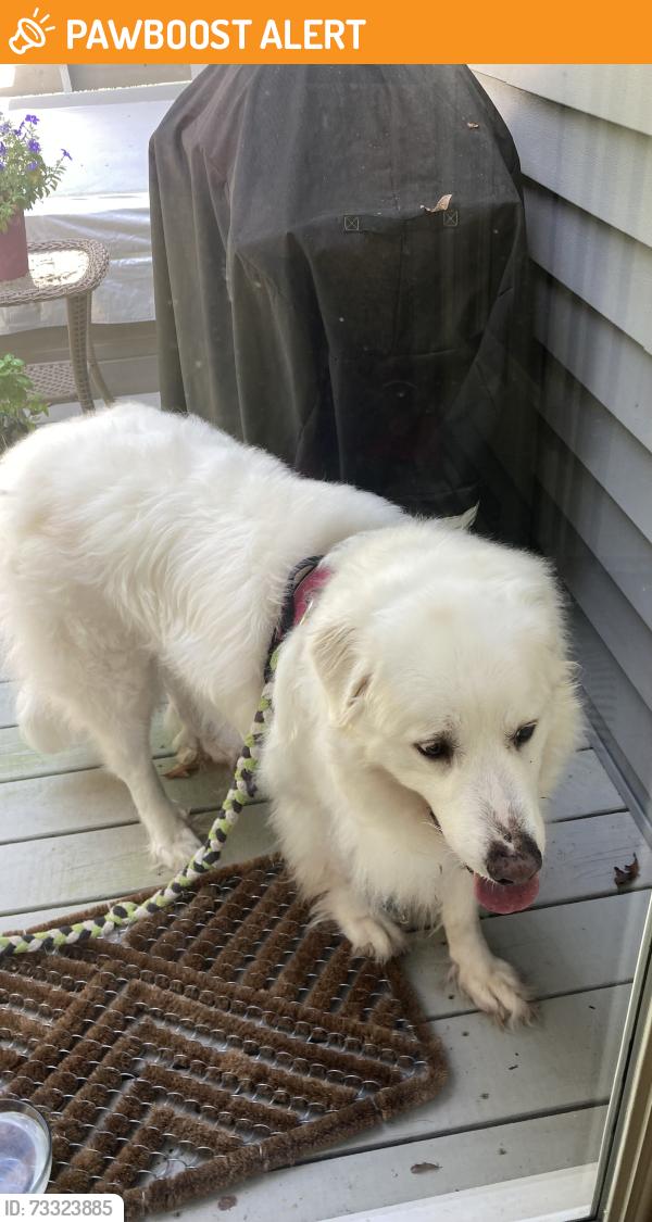 Found/Stray Female Dog last seen Maple Cottage road, Powhatan County, VA 23139
