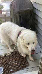 Found/Stray Female Dog last seen Maple Cottage road, Powhatan County, VA 23139