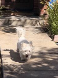Found/Stray Unknown Dog last seen Carracci lane, San Jose, CA 95135